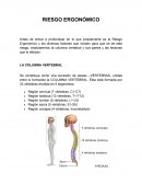 Sus tres funciones principales son las de proteger la médula espinal, las raíces nerviosas y varios de los órganos internos del cuerpo, proporcionar soporte estructural y equilibrio, a fin de mantener una postura vertical y la de permitir que haya flex