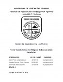 Características morfológicas de Daucus carota (zanahoria)