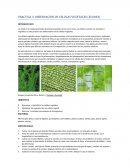 OBSERVACIÓN DE CÉLULAS VEGETALES (ELODEA)