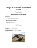 Ecologia- “Muerte de la fauna marina”