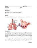 Práctica Sistema respiratorio.