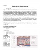 ESTRUCTURA HISTOLOGICA DE LA PIEL