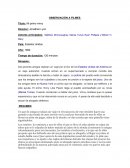 OBSERVACIÓN A FILMES Mi primo vinny