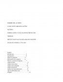 Proyecto de paletas.