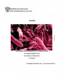 Colera. CÓLERA EN AMÉRICA – BROTE HAITÍ 2010