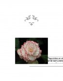 Cultivo de begonia tuberosa.