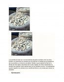 Las semillas de frijol son una herramienta educativa increíble