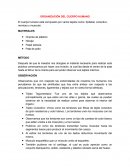 ORGANIZACIÓN DEL CUERPO HUMANO