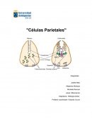 Células Parietales