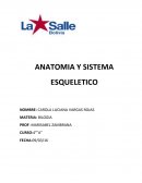 ANATOMÍA Y SISTEMA ESQUELÉTICO.