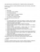 USO ADECUADO DE UN MICROSCOPIO Y OBSERVACIÓN DE UNA MUESTRA.