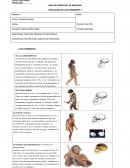 Evolucion de los hominidos