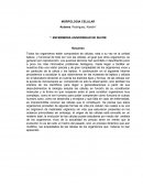 Morfologia celular.