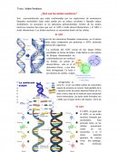 Ácidos Nucleicos ¿Qué son los ácidos nucleicos?