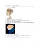 Cuestionario de salud.