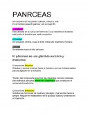 El páncreas es una glándula exocrina y endocrina