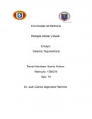 Biología celular y tisular - Sistema Tegumentario