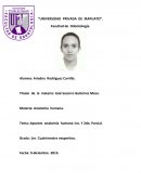 Anatomía humana- Apuntes