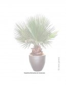 Las plantas son seres vivos capaces de fabricar su propio alimento