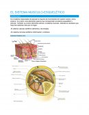 El sistema musculo-esquelético.