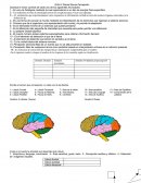 ﻿Guia 2 parcial senso percepción
