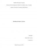 Metodóloga Investigativa y Sus Pasos.