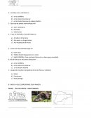 Los mestizos 2º basico.