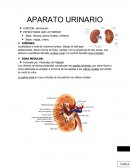 Aparato urinario.
