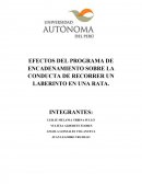 EFECTOS DEL PROGRAMA DE ENCADENAMIENTO SOBRE LA CONDUCTA DE RECORRER UN LABERINTO EN UNA RATA.