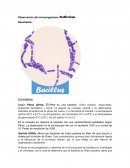 Observación del microorganismo Bacillus Cereus.
