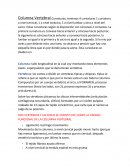 Anatomia. Clase columna transcrita