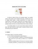 Organo del Olfato u Olfatorio