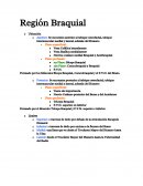 Región braquial.