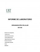 INFORME DE LABORATORIO ORGANIZACIÓN CELULAR