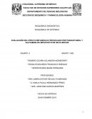 Evaluación del efecto metabólico provocado por paracetamol y glutamina en hepatocito de rata Wistar