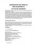 Hortaliza originaria de Asia, su cultivo en el Perú se inicia a principio de los años 50 en el departamento de La Libertad.