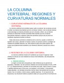 LA COLUMNA VERTEBRAL: REGIONES Y CURVATURAS NORMALES