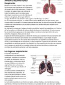 APARATO RESPIRATORIO.