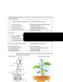 Prueba de Cs. Las Plantas.