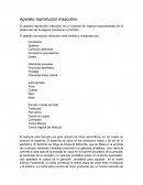 Aparato reproductor masculino.