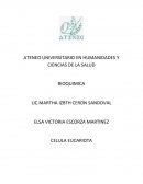 BIOQUIMICA. CELULA EUCARIOTA