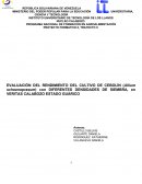 EVALUACIÓN DEL RENDIMIENTO DEL CULTIVO DE CEBOLÍN (Allium schoenoprasum) con DIFERENTES DENSIDADES DE SIEMBRA, en VERITAS CALABOZO ESTADO GUÀRICO