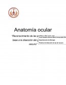Reconocimiento de las partes del ojo en base a la disección del globo ocular de vacuno