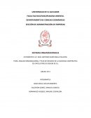 ANALISIS ORGANIZACIONAL Y PLAN DE NEGOCIO DE LA SOCIEDAD COOPERATIVA DE CAFICULTORES DE BERLIN DE R.L.