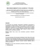 LABORATORIO BIOLOGIA 1.RECONOCIMIENTO DE ACAROS Y PIOJOS