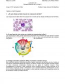 ¿En qué células se deben buscar los corpúsculos de Barr?