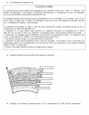 La composición de nuestro planeta está integrada por tres elementos físicos: uno sólido, la litósfera, otro líquido, la hidrósfera, y otro gaseoso, la atmósfera. Precisamente, la combinación de estos tres elementos es la que hace posible la exist