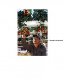 Cultivo- Introducción