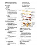 CLAVICULA: Hueso en forma alargada se une al miembro superior al tronco. Hueso plano. Tiene forma de S