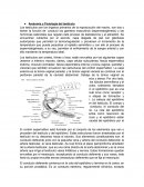 Orquiectomía en Perros.